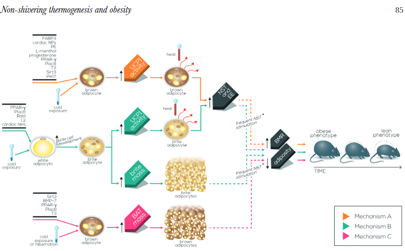 Molecular pathways linking nonshivering thermo FAME Lab