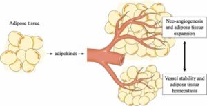The impact of adipokines on vascular networks in adipose tissue
