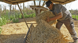 Athanasios Peristeris on his farm near Trikala, Greece